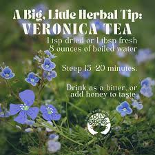 Attēlu rezultāti vaicājumam “Veronica officinalis fruit”