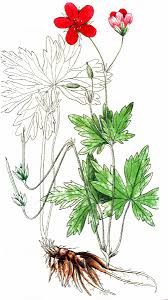 Attēlu rezultāti vaicājumam “Geranium palustre leaf”