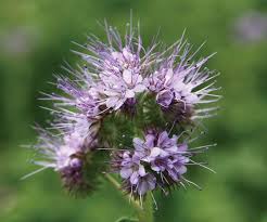 Image result for Phacelia