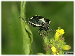 Attēlu rezultāti vaicājumam “Eurydema oleracea”