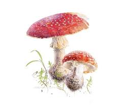 Attēlu rezultāti vaicājumam “Amanita muscaria”