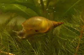 Attēlu rezultāti vaicājumam “Lymnaea stagnalis”