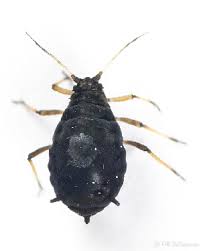 Attēlu rezultāti vaicājumam “Aphis jacobaeae”