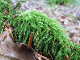 Attēlu rezultāti vaicājumam “Herzogiella seligeri”