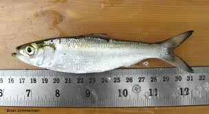 Image result for Alosa chrysochloris