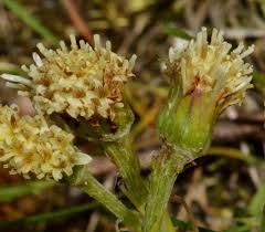 Attēlu rezultāti vaicājumam “Petasites spurius”