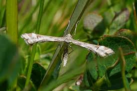 Attēlu rezultāti vaicājumam “Platyptilia tesseradactyla”