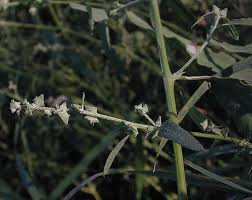 Attēlu rezultāti vaicājumam “Atriplex littoralis fruit”