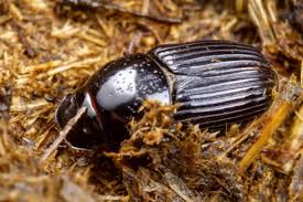 Attēlu rezultāti vaicājumam “Aphodius subterraneus”
