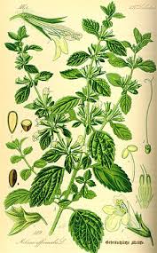 Attēlu rezultāti vaicājumam “Melissa officinalis leaf”