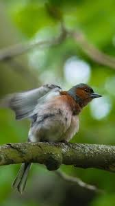 Attēlu rezultāti vaicājumam “Fringilla coelebs male”