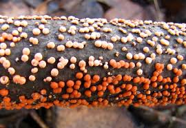 Attēlu rezultāti vaicājumam “Nectria cinnabarina”