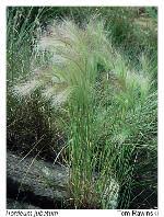 Attēlu rezultāti vaicājumam “Hordeum jubatum”