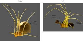 Attēlu rezultāti vaicājumam “Neottiura bimaculata female”