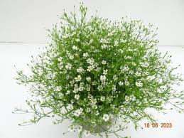 Attēlu rezultāti vaicājumam “Gypsophila muralis fruit”