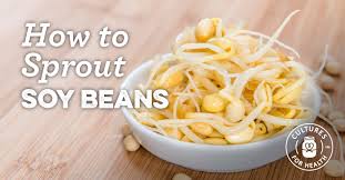 Image result for bean sprout