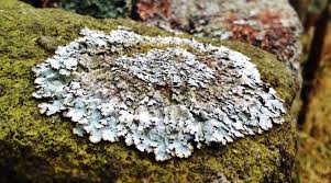 Attēlu rezultāti vaicājumam “Parmelia submontana”