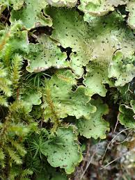 Attēlu rezultāti vaicājumam “Peltigera leucophlebia”