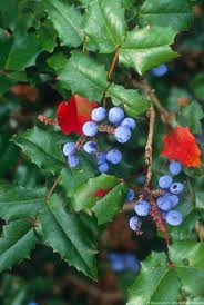 Attēlu rezultāti vaicājumam “Mahonia aquifolium”