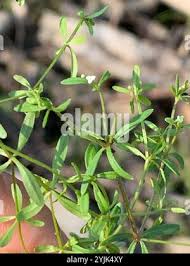 Attēlu rezultāti vaicājumam “Galium trifidum”