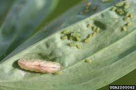 Attēlu rezultāti vaicājumam “Acyrthosiphon”