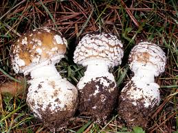 Attēlu rezultāti vaicājumam “Amanita pantherina”