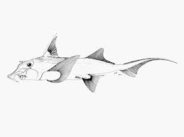 Image result for Callorhinchus capensis
