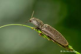 Attēlu rezultāti vaicājumam “Athous sp.”