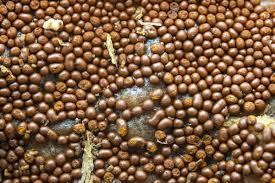 Attēlu rezultāti vaicājumam “Trichia scabra”