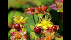 Attēlu rezultāti vaicājumam “Hypericum perforatum fruit”