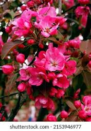 Attēlu rezultāti vaicājumam “Malus purpurea flower”