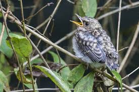 Attēlu rezultāti vaicājumam “Muscicapa striata juvenile”
