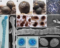 Attēlu rezultāti vaicājumam “Lycogala botrydium plasmodium”