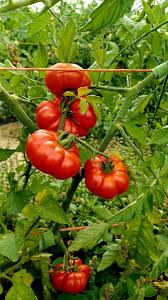 Afbeeldingsresultaat voor costoluto genovese tomato