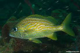 Image result for Haemulon flavolineatum