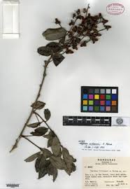 Attēlu rezultāti vaicājumam “Celastrus flagellaris”