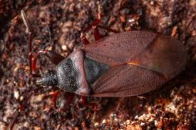 Attēlu rezultāti vaicājumam “Gastrodes grossipes”