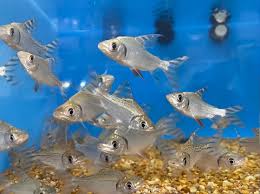 Attēlu rezultāti vaicājumam “Prociphilus xylostei”