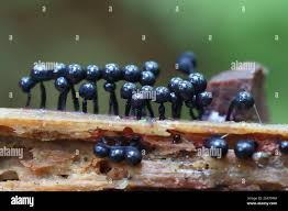 Attēlu rezultāti vaicājumam “Cribraria purpurea macro”