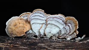 Attēlu rezultāti vaicājumam “Stereum fasciatum”