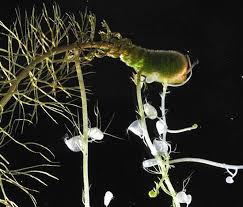 Attēlu rezultāti vaicājumam “Utricularia intermedia bud”