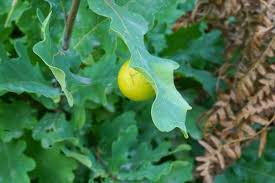 Attēlu rezultāti vaicājumam “Biorhiza pallida”