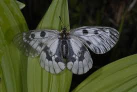 Attēlu rezultāti vaicājumam “Parnassius mnemosyne”