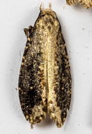 Attēlu rezultāti vaicājumam “Scardia boletella”