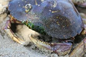 Image result for Metacarcinus magister