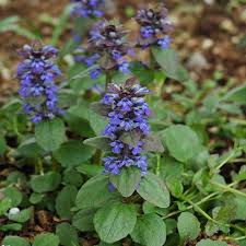 Attēlu rezultāti vaicājumam “Ajuga reptans flower”