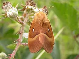 Attēlu rezultāti vaicājumam “Lasiocampa quercus imago”