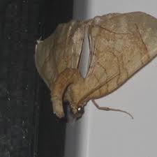 Attēlu rezultāti vaicājumam “Eulithis sp.”