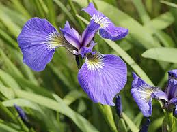 Image result for Iris