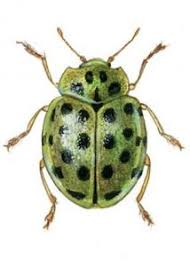 Attēlu rezultāti vaicājumam “Psyllobora vigintiduopunctata”